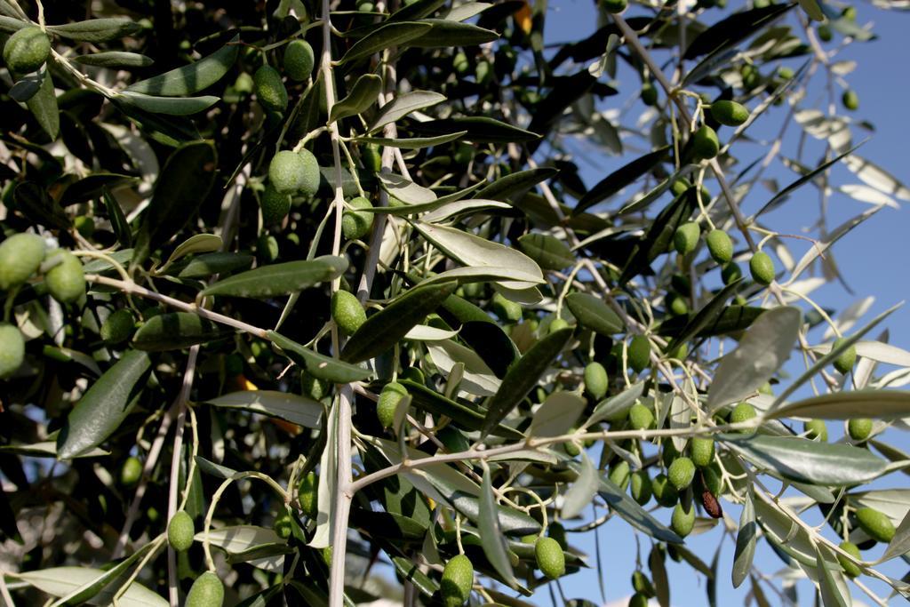 Agricostella Agriturismo Vieste Kültér fotó
